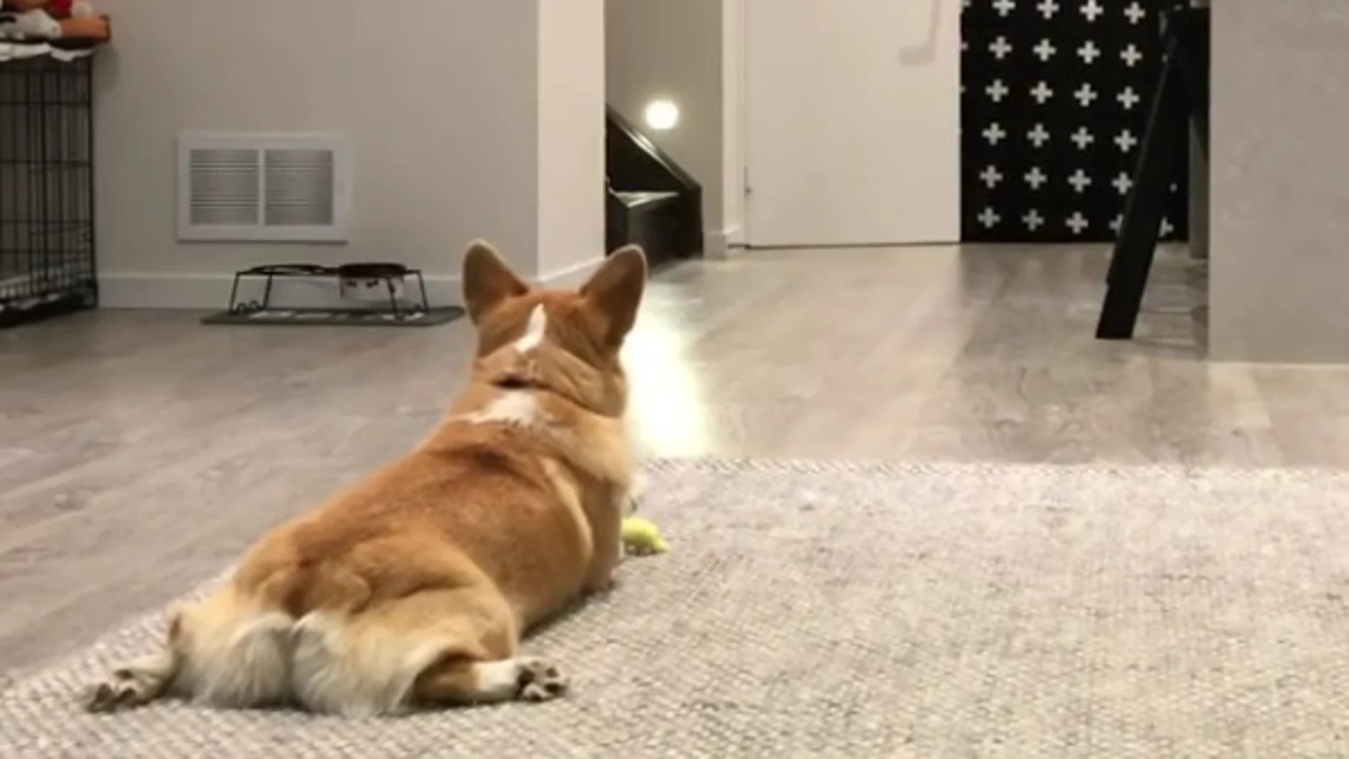 Uno de los perros del reto viral Uno de los perros del reto viral