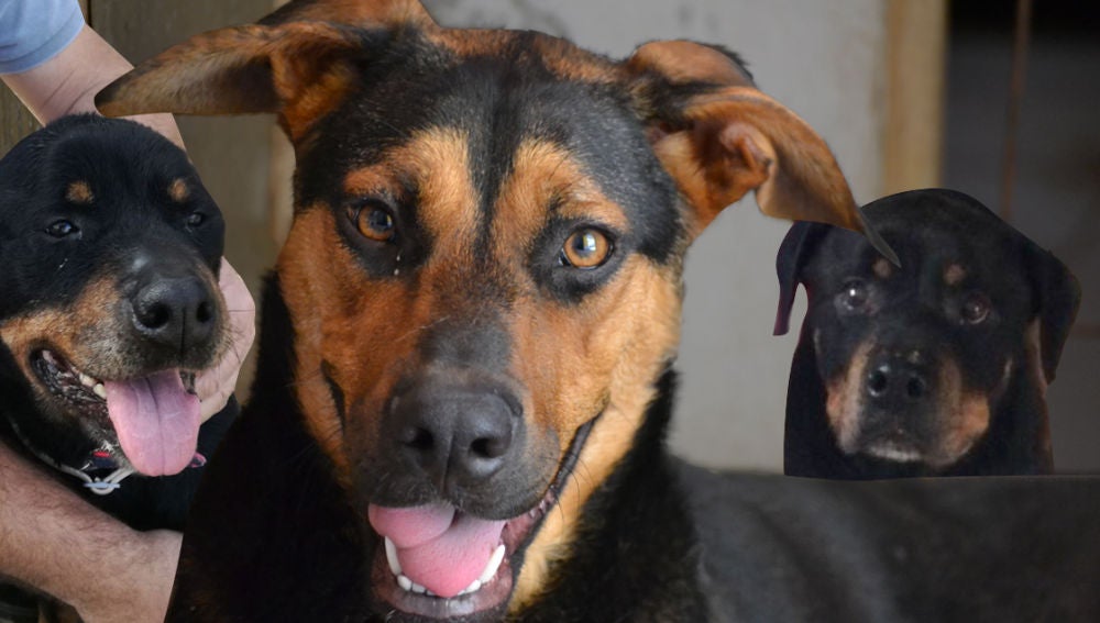 Todavía estás a tiempo de adoptar a una de las perritas de 'Amores Perrunos'