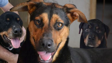 ¿Te gustaría adoptar a Candela y a Mali, las perritas que presentó Dani Rovira en 'Amores Perrunos'?