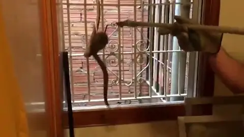 Aparece una serpiente de metro y medio en el patio de una comunidad de vecinos en Barcelona Aparece una serpiente de metro y medio en el patio de una comunidad de vecinos en Barcelona