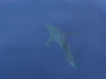 Avistan por primera vez en 30 años un tiburón blanco en aguas próximas a la isla de Cabrera (Mallorca) 