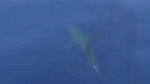 Avistan por primera vez en 30 años un tiburón blanco en aguas próximas a la isla de Cabrera (Mallorca) Avistan por primera vez en 30 años un tiburón blanco en aguas próximas a la isla de Cabrera (Mallorca)
