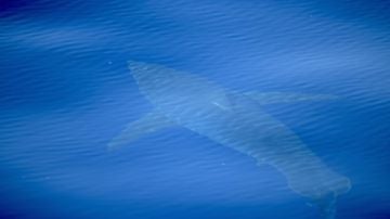 Imagen del tiburón