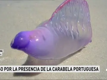 CARABELA CARABELA