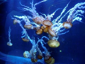 Medusas conocidas como ortigas del mar del Pacífico se muestran en el acuario de Nausicaá