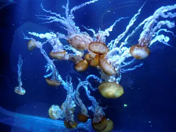 Medusas conocidas como ortigas del mar del Pacífico se muestran en el acuario de Nausicaá Medusas conocidas como ortigas del mar del Pacífico se muestran en el acuario de Nausicaá