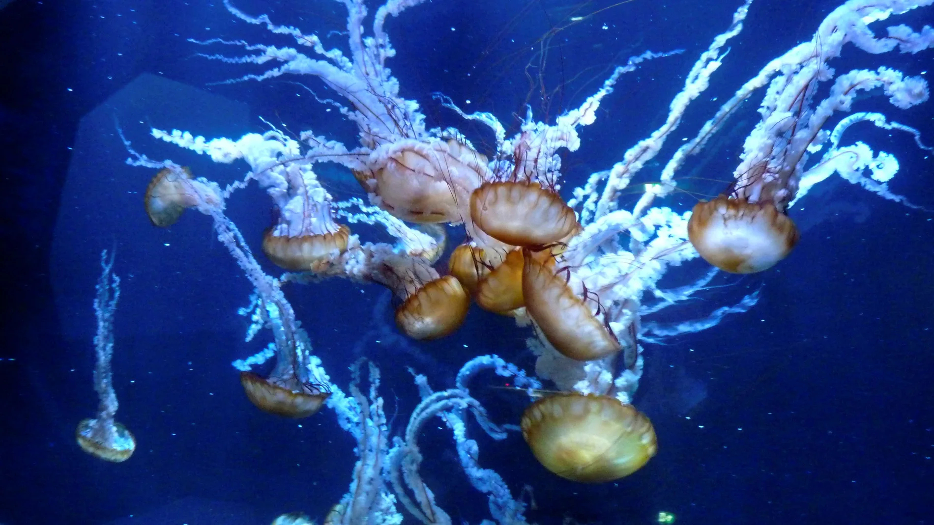 Medusas conocidas como ortigas del mar del Pacífico se muestran en el acuario de Nausicaá Medusas conocidas como ortigas del mar del Pacífico se muestran en el acuario de Nausicaá
