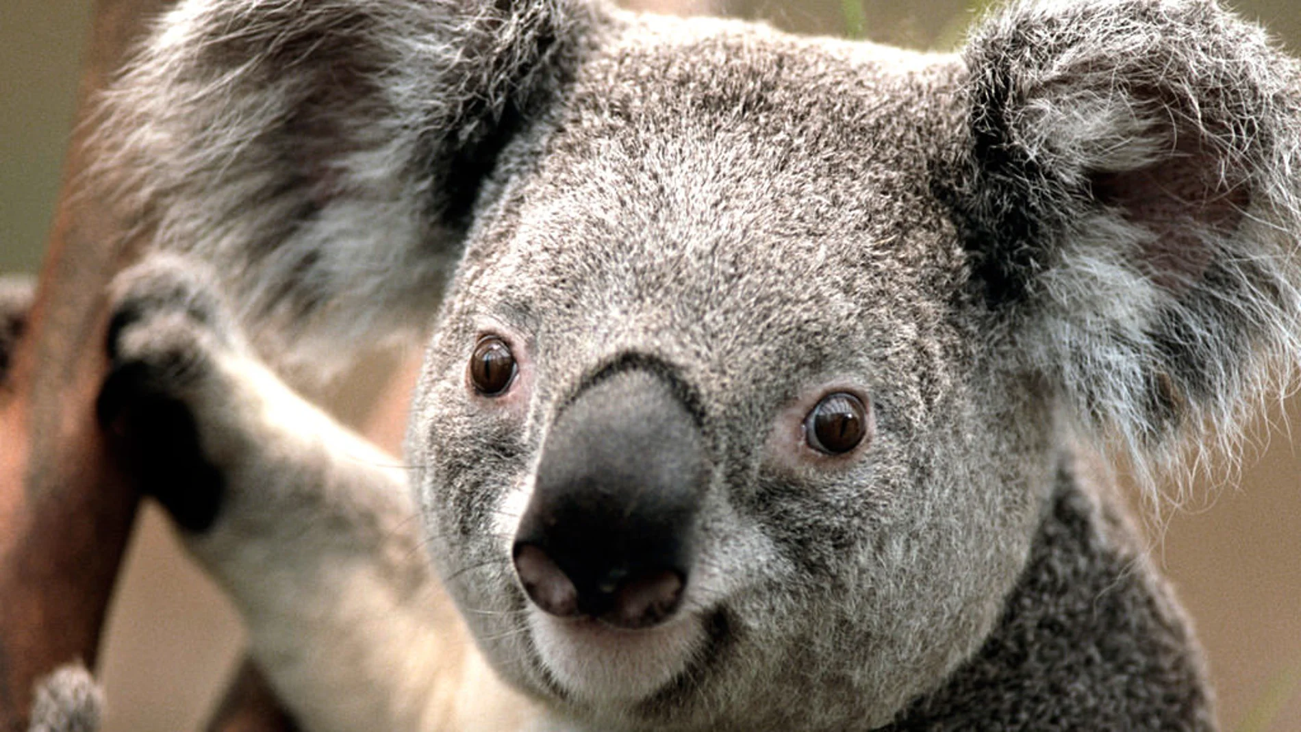 Salvar a los koalas es posible a traves de su genoma Salvar a los koalas es posible a traves de su genoma