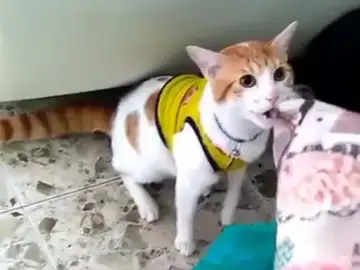 Mono, el gato que canta los goles de Colombia Mono, el gato que canta los goles de Colombia