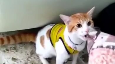 Mono, el gato viral que maúlla 