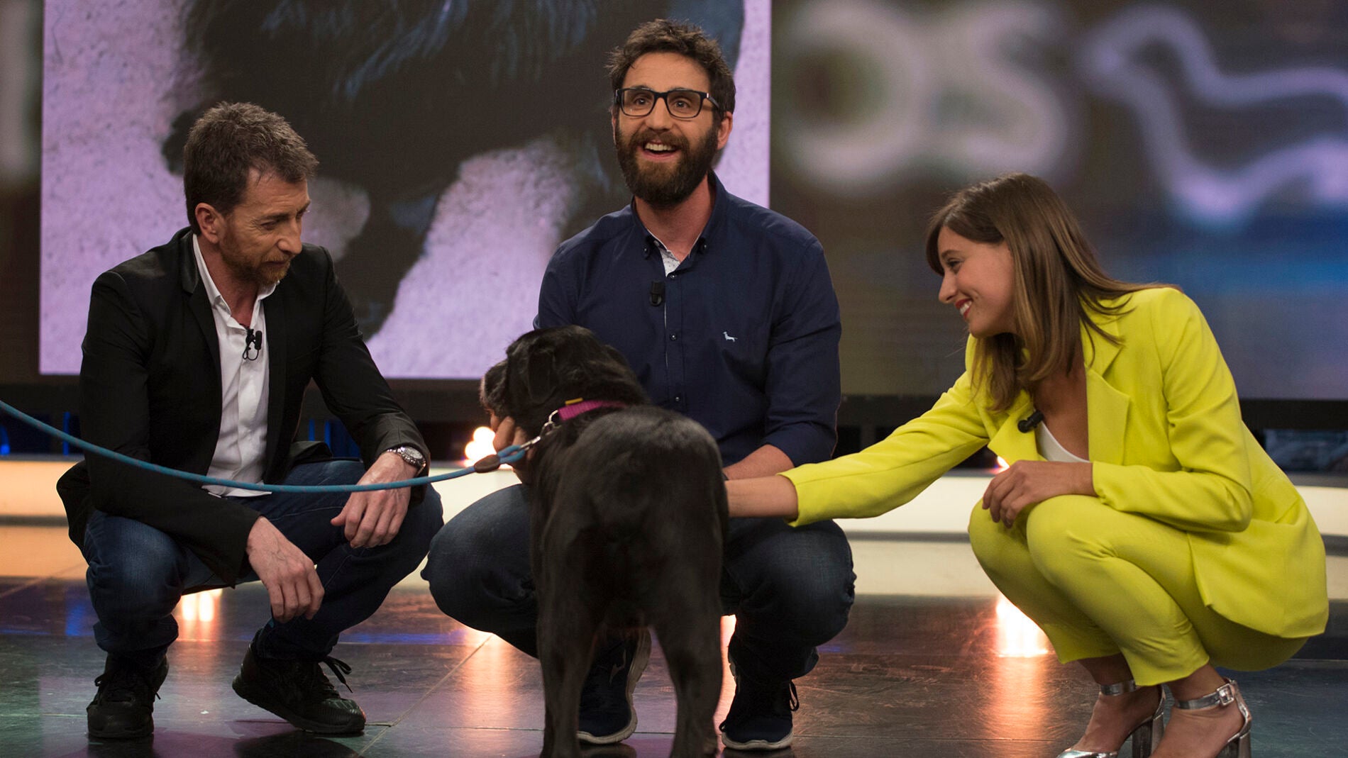 "Uno de los perros m&aacute;s aut&eacute;nticos que ha pasado por 'El Hormiguero 3.0'" busca un hogar en el que quedarse para siempre, &iquest;te gustar&iacute;a adoptar a Moro? 