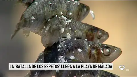 GUERRA ESPETOS GUERRA ESPETOS