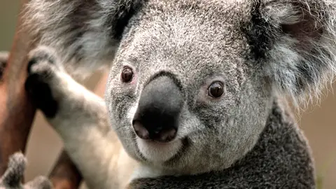 Koala koala