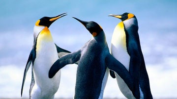 pingüinos