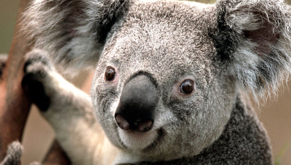 Un koala en Australia