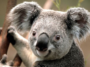 Un koala en Australia