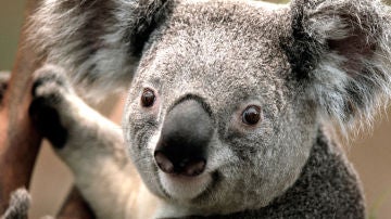 Un koala en Australia