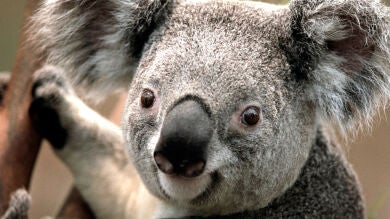 Día Mundial de los Animales 2019: ¿Por qué se celebra el 4 de octubre?
