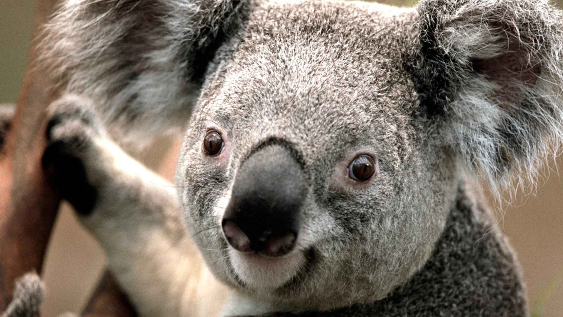 Un koala en Australia Un koala en Australia