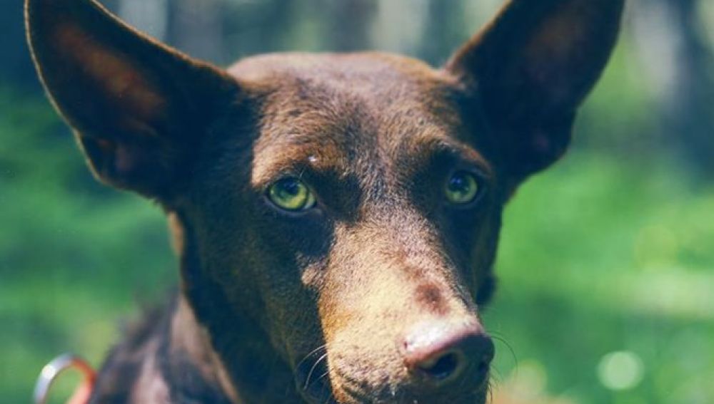 Pepita Banana, la perra abandonada en un cementerio