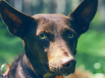 Pepita Banana, la perra abandonada en un cementerio Pepita Banana, la perra abandonada en un cementerio