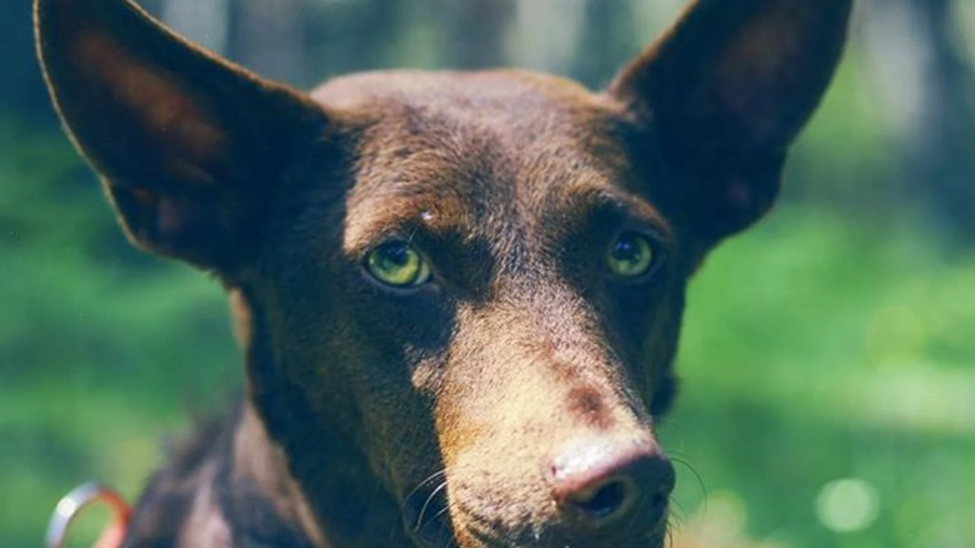 Pepita Banana, la perra abandonada en un cementerio Pepita Banana, la perra abandonada en un cementerio