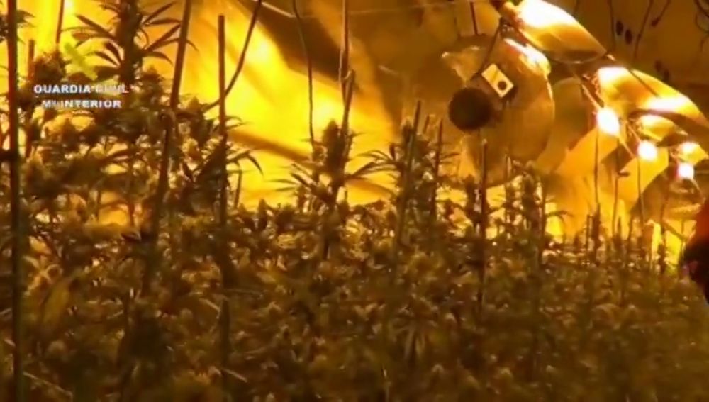 La Guardia Civil localiza un cultivo indoor con más de 1900 plantas de marihuana