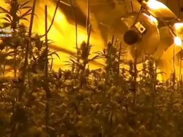 La Guardia Civil localiza un cultivo indoor con más de 1900 plantas de marihuana La Guardia Civil localiza un cultivo indoor con más de 1900 plantas de marihuana
