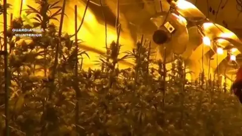 La Guardia Civil localiza un cultivo indoor con más de 1900 plantas de marihuana La Guardia Civil localiza un cultivo indoor con más de 1900 plantas de marihuana