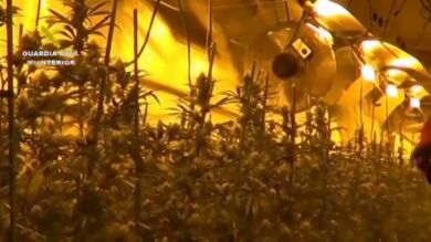La Guardia Civil localiza un cultivo indoor con más de 1.900 plantas de marihuana en Zaragoza