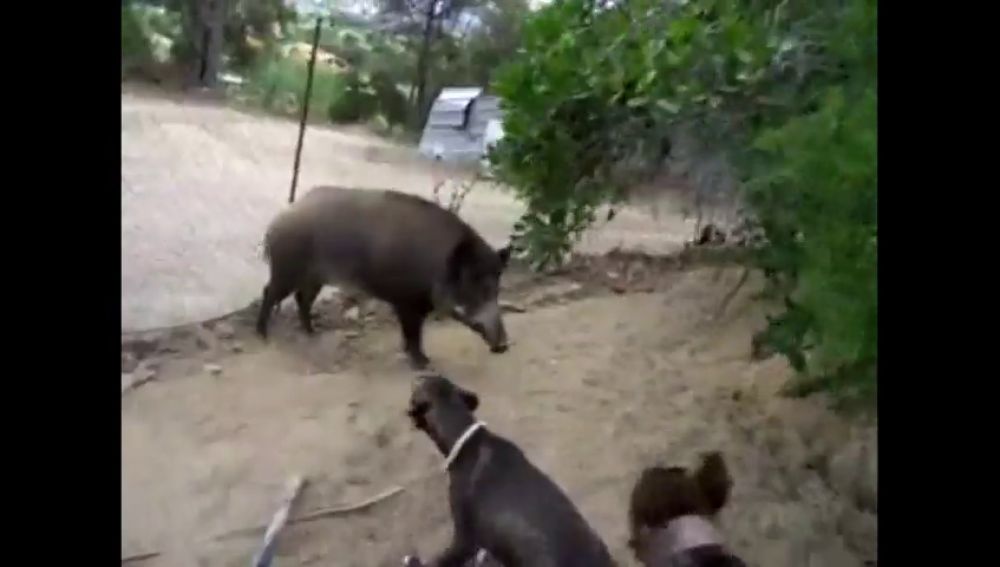 Inhabilitan a un hombre por utilizar a cerdos vietnamitas y jabalíes como animales de 'sparring'