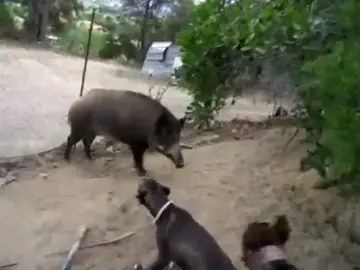 Inhabilitan a un hombre por utilizar a cerdos vietnamitas y jabalíes como animales de 'sparring' Inhabilitan a un hombre por utilizar a cerdos vietnamitas y jabalíes como animales de 'sparring'