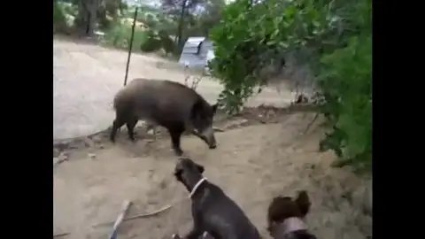 Inhabilitan a un hombre por utilizar a cerdos vietnamitas y jabalíes como animales de 'sparring' Inhabilitan a un hombre por utilizar a cerdos vietnamitas y jabalíes como animales de 'sparring'