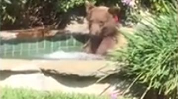 Un oso se cuela en el jacuzzi