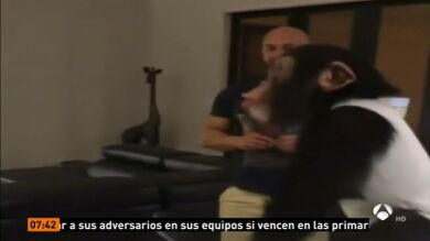 El emotivo reencuentro entre un chimpancé rechazado por su madre tras nacer con neumonía y el matrimonio que lo acogió