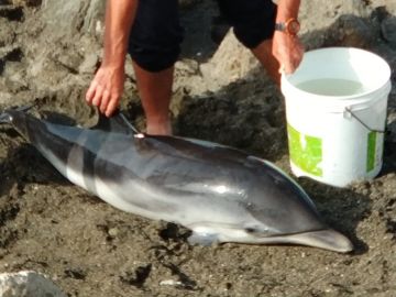 La cría de delfín varada en Málaga