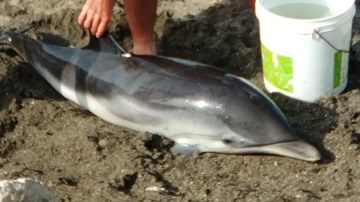 La cría de delfín varada en Málaga