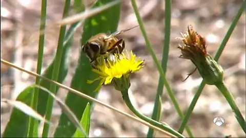 avispa velutina avispa velutina