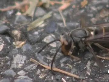 Muere un hombre por dos picaduras de avispa velutina en el municipio gallego de Viveiro Muere un hombre por dos picaduras de avispa velutina en el municipio gallego de Viveiro