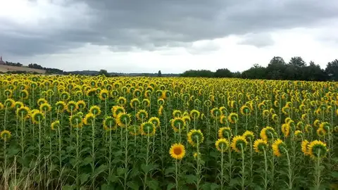 Girasoles Girasoles