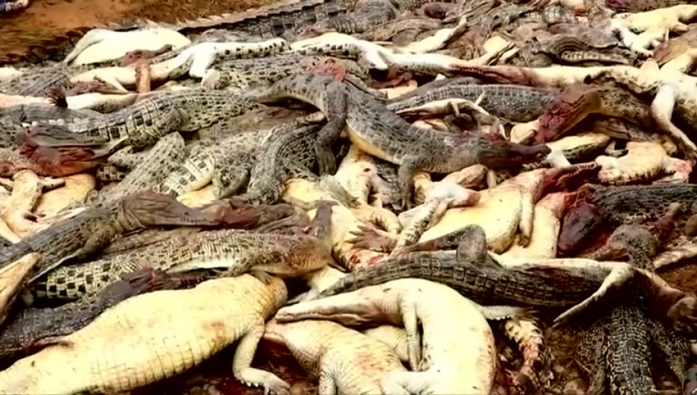 Matan a casi 300 cocodrilos por vengar la muerte de un vecino