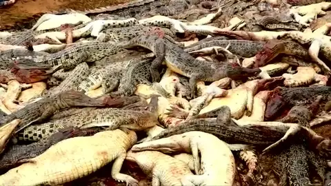 Matan a casi 300 cocodrilos por vengar la muerte de un vecino Matan a casi 300 cocodrilos por vengar la muerte de un vecino