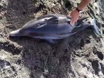 FALLECE EL DELFÍN RESCATADO EN UNA PLAYA DE MALAGA FALLECE EL DELFÍN RESCATADO EN UNA PLAYA DE MALAGA