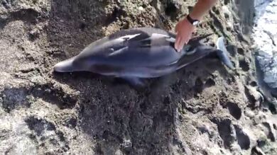 Fallece el delfín rescatado en una playa de Málaga