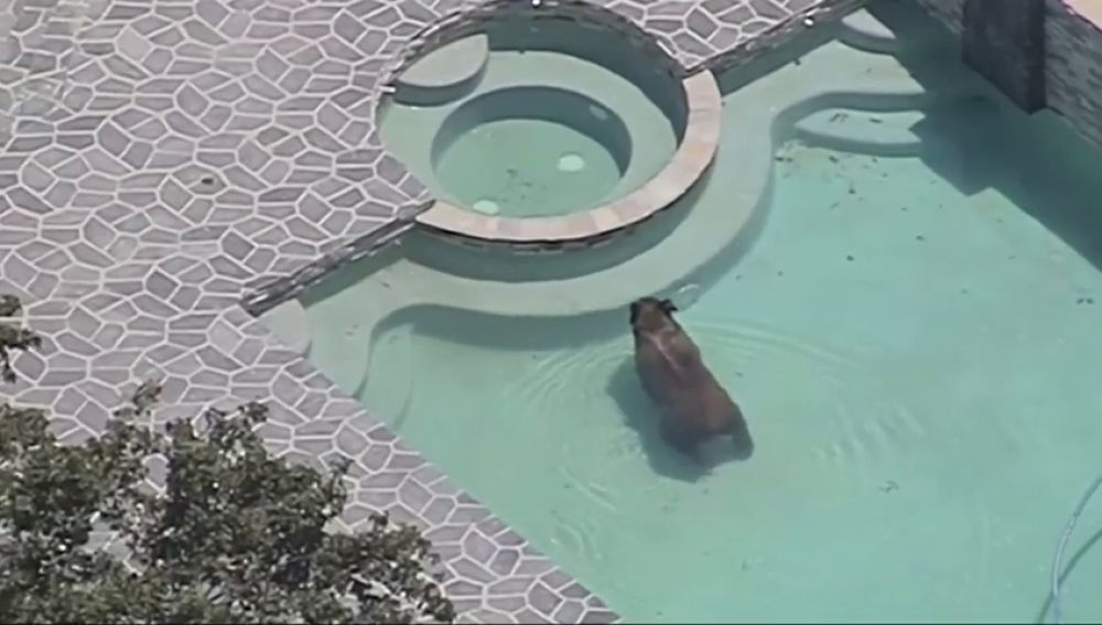Un oso se pega un chapuzón en la piscina de una urbnización en Los Ángeles