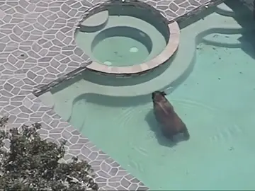 Un oso se pega un chapuzón en la piscina de una urbnización en Los Ángeles Un oso se pega un chapuzón en la piscina de una urbnización en Los Ángeles
