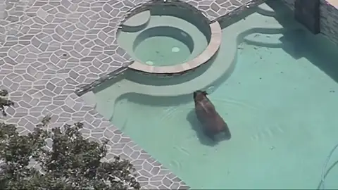 Un oso se pega un chapuzón en la piscina de una urbnización en Los Ángeles Un oso se pega un chapuzón en la piscina de una urbnización en Los Ángeles