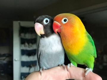 Kiwi y Siouxsie Kiwi y Siouxsie
