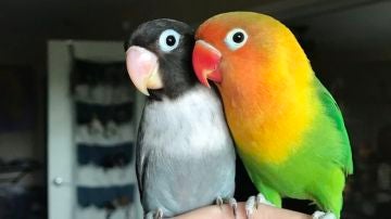 Kiwi y Siouxsie Kiwi y Siouxsie