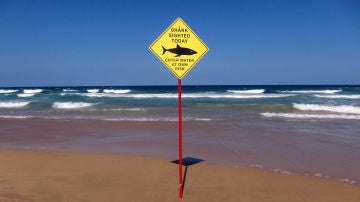 Peligro por la presencia de tiburones en una playa